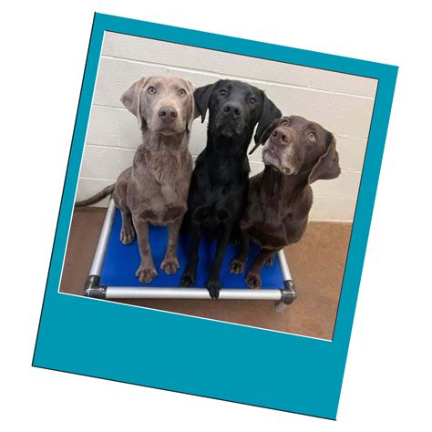 pend oreille pet lodge|Pet Care Services: Boarding — Pend Oreille Pet Lodge.